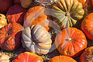 Pumpkin on the hay
