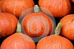 Pumpkin head background