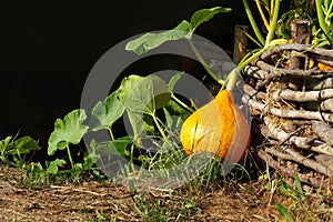 Pumpkin Hokkaido vegetable garden