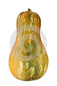 Pumpkin isolated on white background.