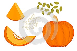 Pumpkin isolated on white background. Set fresh ripe gourd icon.