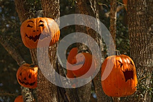 Pumpkin lanterns photo