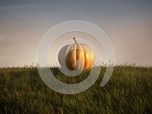 Pumpkin on lawn