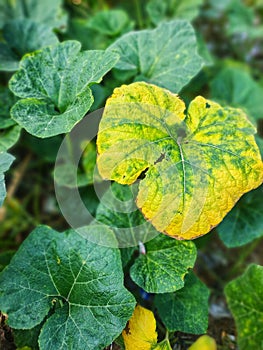 Pumpkin Leaf Chlorosis