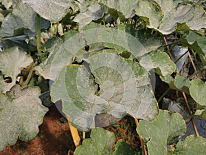 pumpkin leaf infected by fungus, plant disease