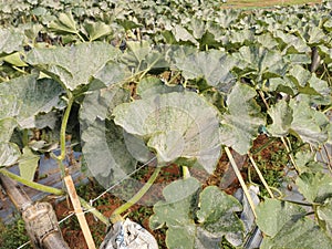 pumpkin leaf infected by fungus, plant disease