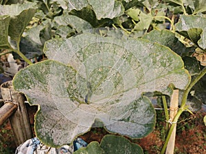 pumpkin leaf infected by fungus, plant disease