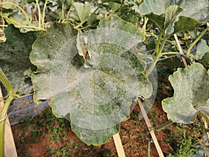 pumpkin leaf infected by fungus, plant disease