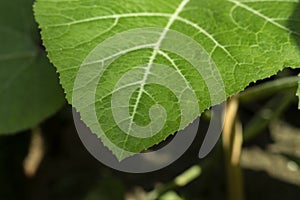 Pumpkin leaves have a healthy amount of so many vitamin