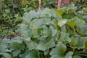 Pumpkin leaves, the plant grows vigorously in the garden