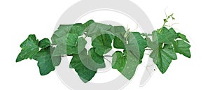 Pumpkin leaves vine plant stem and tendrils bush isolated on white background, clipping path included