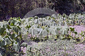 Pumpkin leaves wilted from heat and drought