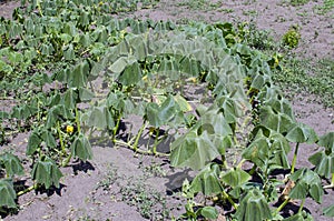 Pumpkin leaves wilted from heat and drought