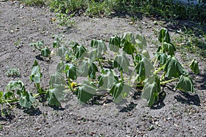 Pumpkin leaves wilted from heat and drought