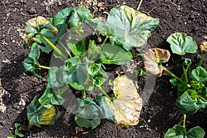 Pumpkin leaves withered after the night frosts. Damaged plant leaves