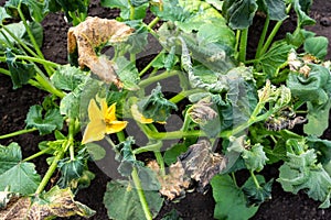 Pumpkin leaves withered after the night frosts. Damaged plant leaves