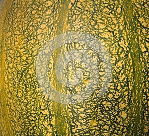 Pumpkin macro textured background in autumn.