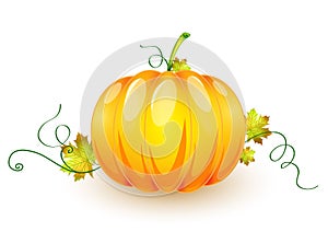 Pumpkin made in illustrator cs4 photo