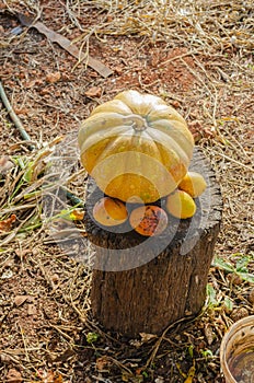 Pumpkin and Mangoes On Log photo