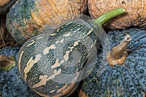 Pumpkin in market