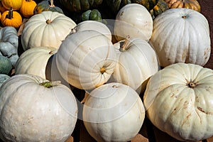 lumina pumpkin heap of gray pumpkins on a farmers market, decorative autumn vegetable for halloween and thanksgiving photo