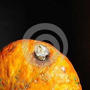 A pumpkin or melon with a spoiled stain. White rot or mold on a fruit or vegetable. Perishable organic food. Black