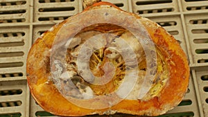 Pumpkin mold spoiled and spoilage in the warehouse, cut vegetable, pest of stored vegetable food, frequent problem in