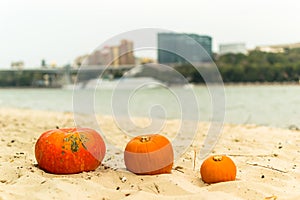pumpkin in nature. autumn holiday harvest festival Halloween. day of the dead. Hallowmas photo