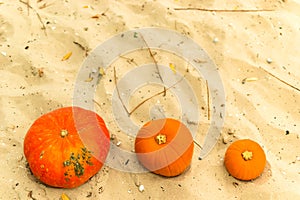 Pumpkin in nature. autumn holiday harvest festival Halloween. day of the dead. Hallowmas photo