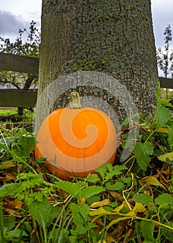 pumpkin near tree