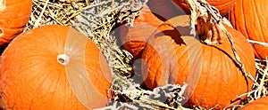 Pumpkin, Orange, Large on display at TLC Garden Center