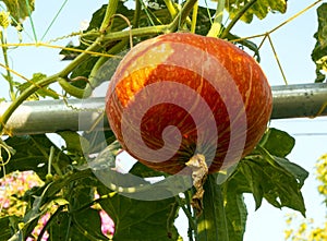 Pumpkin oranges on garden, pumpkin growing on bed in garden