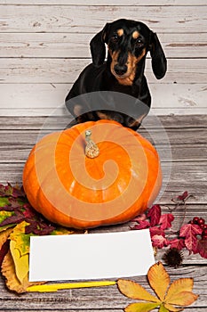 Pumpkin, paper blank, pen, autumn leaves, funny dog breed Dachshund.