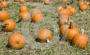 Pumpkin Patch