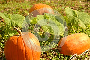 Pumpkin Patch