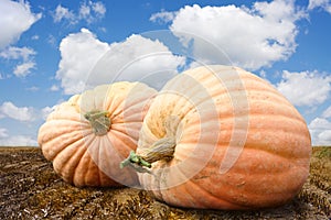 Pumpkin patch