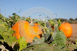 Calabaza yeso 