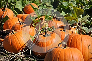 Pumpkin Patch photo