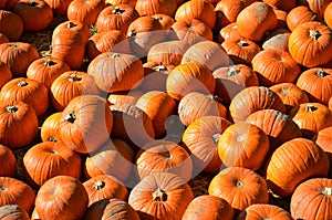 Pumpkin Patch