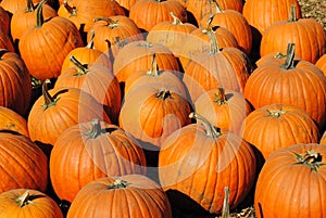 Pumpkin Patch