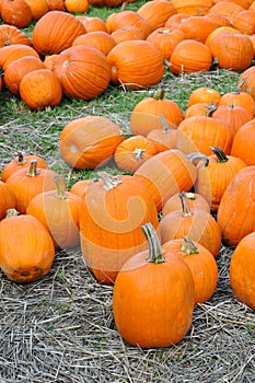 Pumpkin Patch