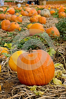 Pumpkin Patch