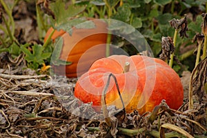 Pumpkin Patch