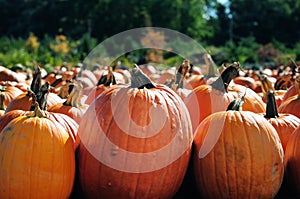 Pumpkin Patch photo