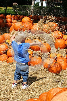 Pumpkin Patch