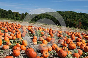 Pumpkin Patch