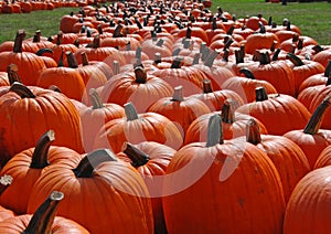 Pumpkin Patch