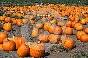 Pumpkin Patch