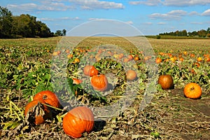 Pumpkin Patch photo