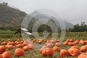 Pumpkin Patch